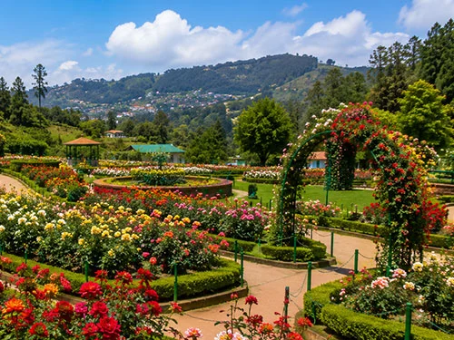 Government Rose Garden in Ooty